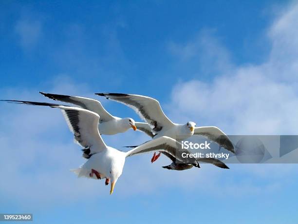 海 Gulls 鳥 - 3人のストックフォトや画像を多数ご用意 - 3人, カモメ科, クローズアップ