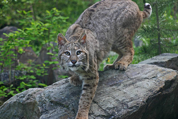 Bobcat American Bobcat - This is my most popular photo and one of the few of a REAL bobcat listed on iStockPhoto. This bobcat was not camera shy and seems to have posed for this picture. wildcat animal stock pictures, royalty-free photos & images