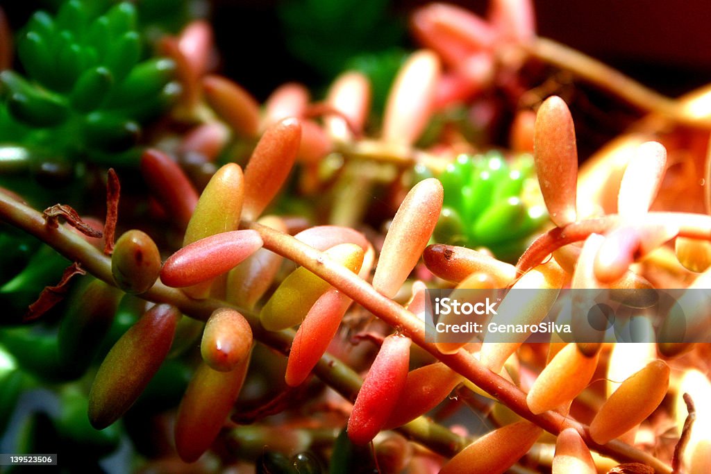 Sedum Adromischus - Foto stock royalty-free di Aiuola