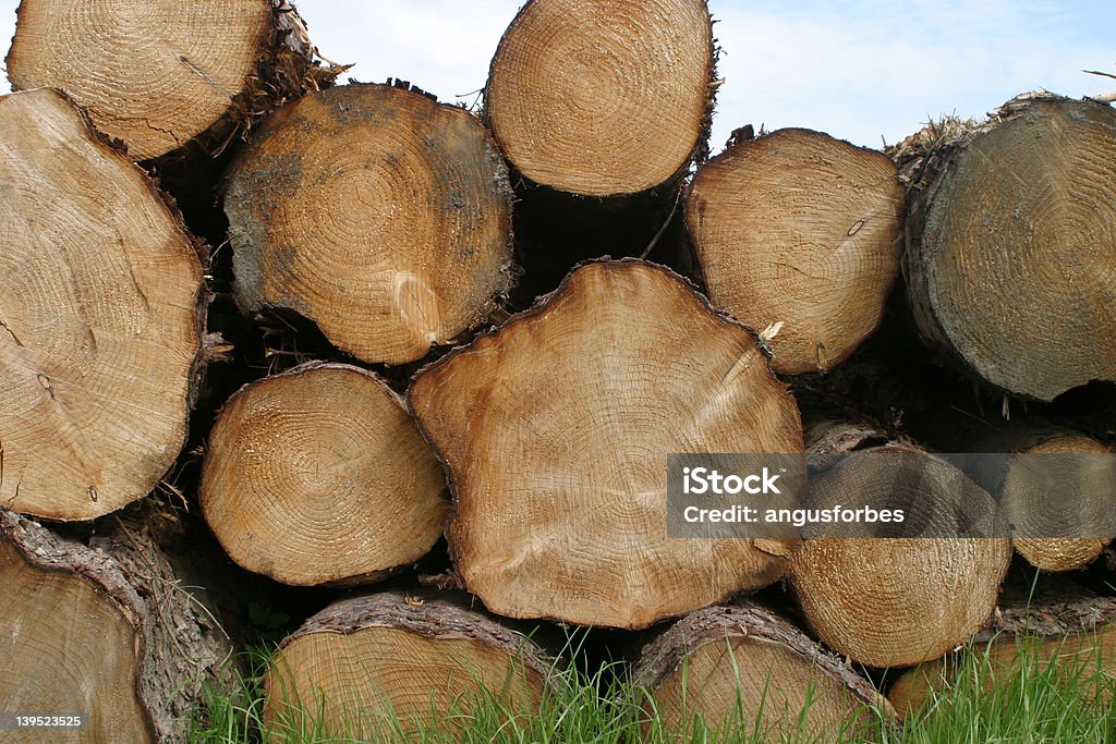 Log 3 - Foto stock royalty-free di Albero