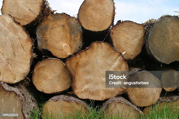 Log 3 - Fotografie stock e altre immagini di Albero - Albero, Albero caduto, Arancione