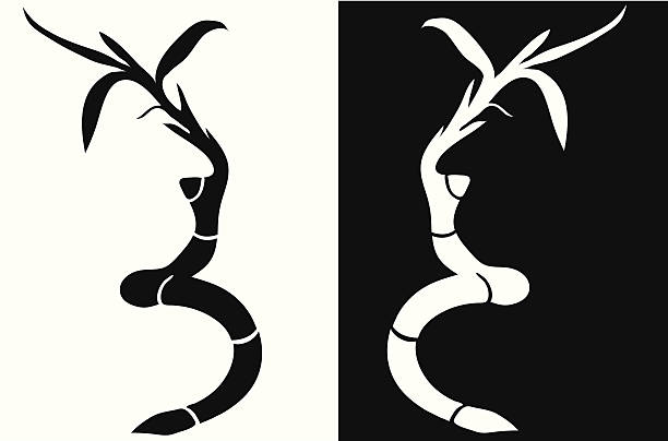 One credit Lucky Bamboo! Lucky bamboo in black & white. bamboo twist stock illustrations