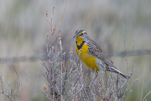 Western Meadowlark perched in a small bush on Montana prairie ranch land in northwestern United States of America (USA). Nearest cities are Bozeman, Great Falls, and Billings, Montana.