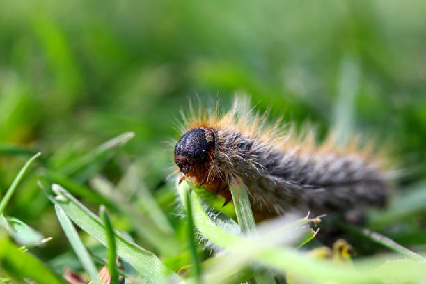 istock pine processionary (processionary) caterpillars (caterpillar) in the green grass (green lawn) in the flock close up (macro) - (thaumetopoea pityocampa) 1395238064