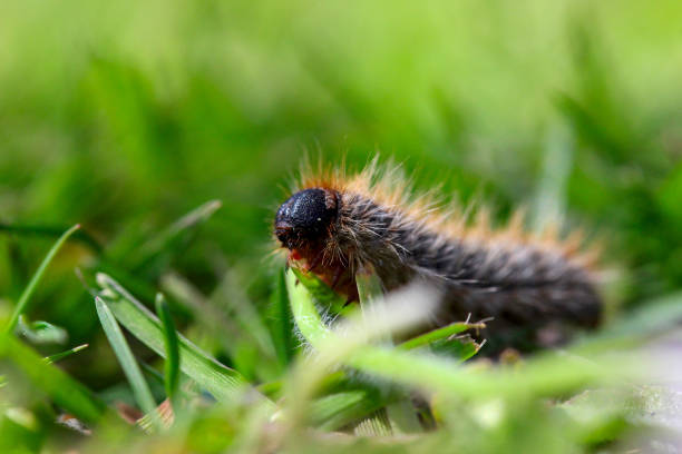 istock pine processionary (processionary) caterpillars (caterpillar) in the green grass (green lawn) in the flock close up (macro) - (thaumetopoea pityocampa) 1395238065