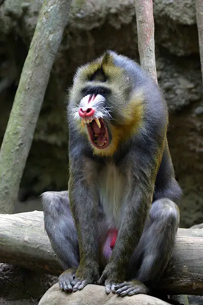 mandrill guy seated and angry