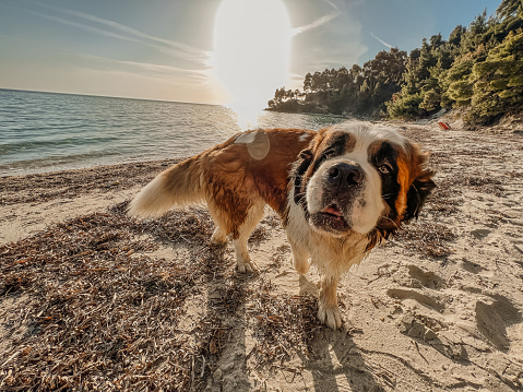 Saint Bernard dog on a beautiful sandy beach on the Aegean sea, on a sunny day in Greece.