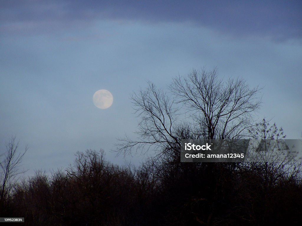 Mond über die Bäume - Lizenzfrei Ast - Pflanzenbestandteil Stock-Foto