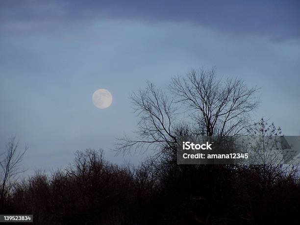 Mond Über Die Bäume Stockfoto und mehr Bilder von Ast - Pflanzenbestandteil - Ast - Pflanzenbestandteil, Baum, Blau