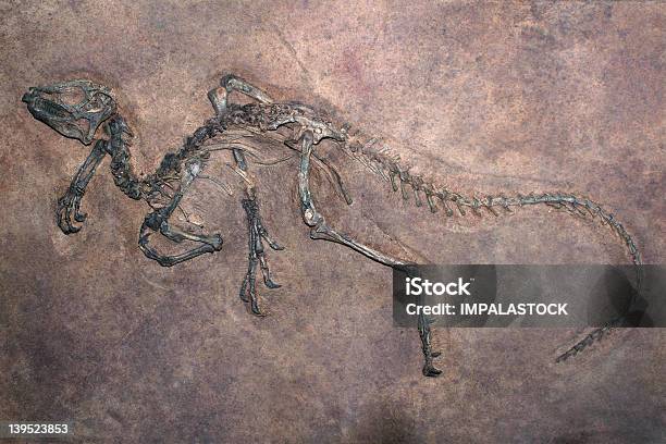 恐竜化石 - 化石のストックフォトや画像を多数ご用意 - 化石, 恐竜, 大昔の