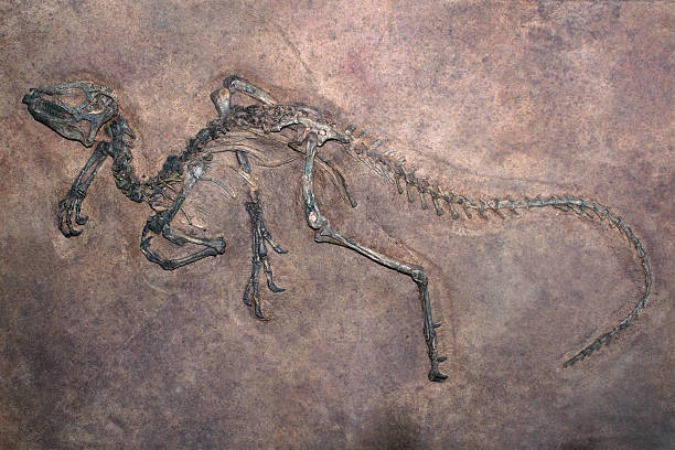 Dinosaur Fossil dinosaur fossil in rock fossil stock pictures, royalty-free photos & images