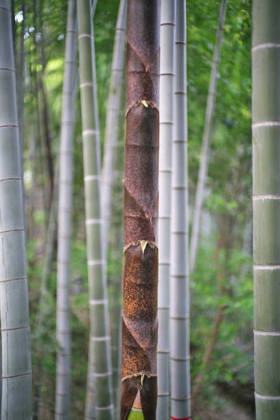 istock Bamboo shoot in bamboo forest in spring in Tokyo, Japan 1395240640
