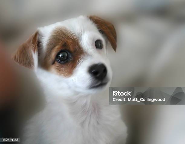Cachorrinho - Fotografias de stock e mais imagens de Amizade - Amizade, Animal, Animal de Estimação