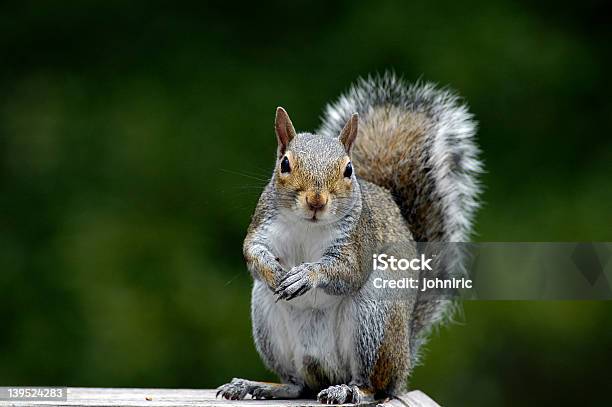 Wiewiórka Żywienia - zdjęcia stockowe i więcej obrazów Wiewiórka - Wiewiórka, Fotografika, Horyzontalny