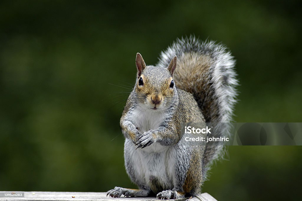 Esquilo de alimentação - Foto de stock de Esquilo royalty-free