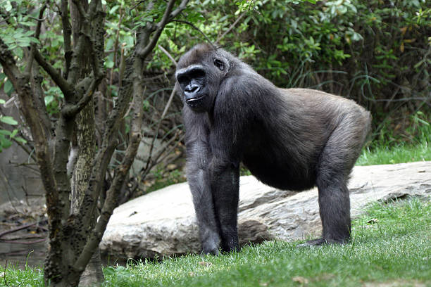 Lowland Gorilla stock photo