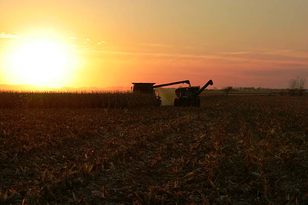 istock Finishing up this field. 139524327