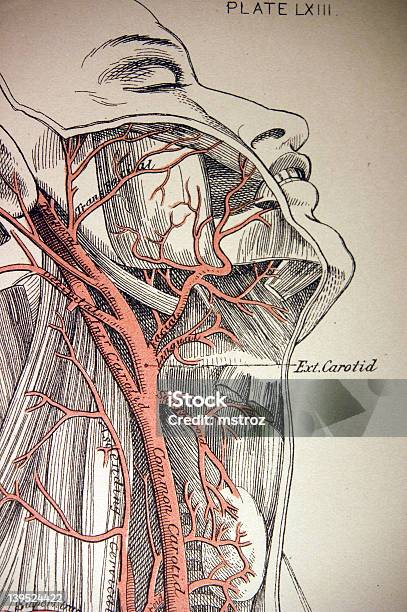 医療のイラスト頚動脈 - イラストレーションのベクターアート素材や画像を多数ご用意 - イラストレーション, ゴシック様式, ヘルスケアと医療