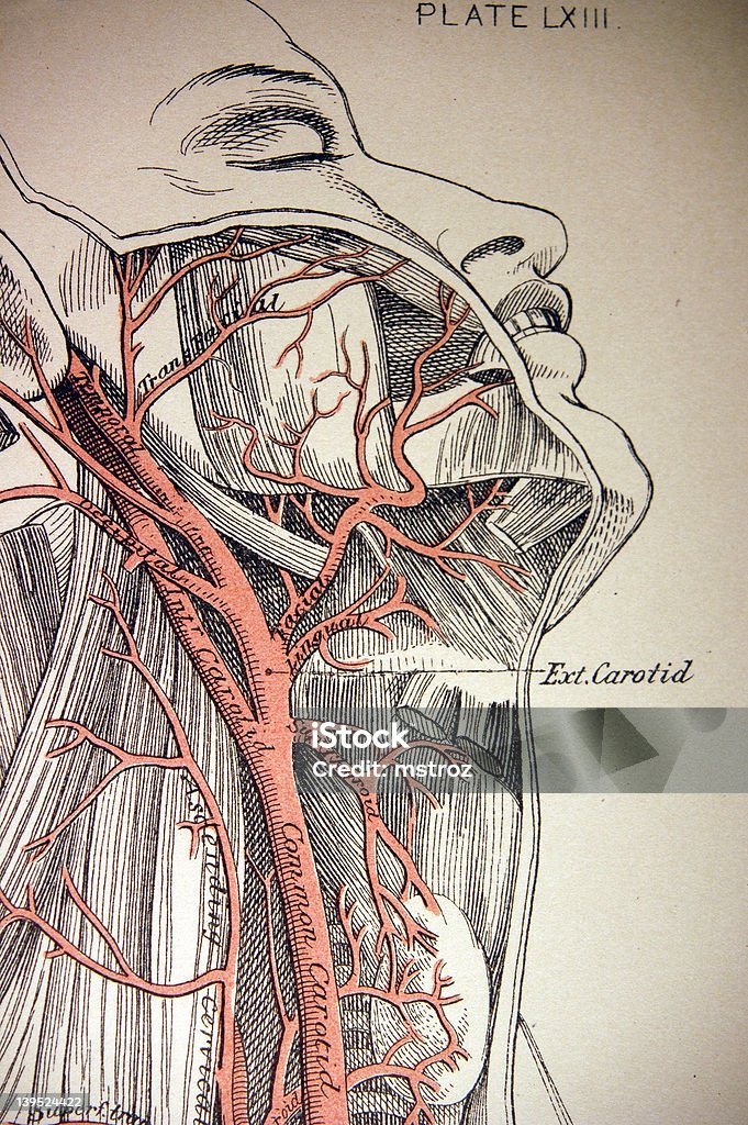 의료 일러스트레이션 목동맥 - 로열티 프리 건강관리와 의술 스톡 일러스트