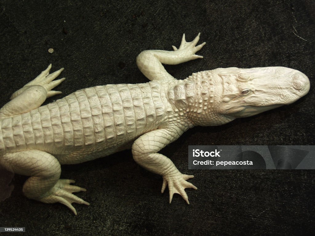 Albino Alligator - Foto de stock de Albino royalty-free