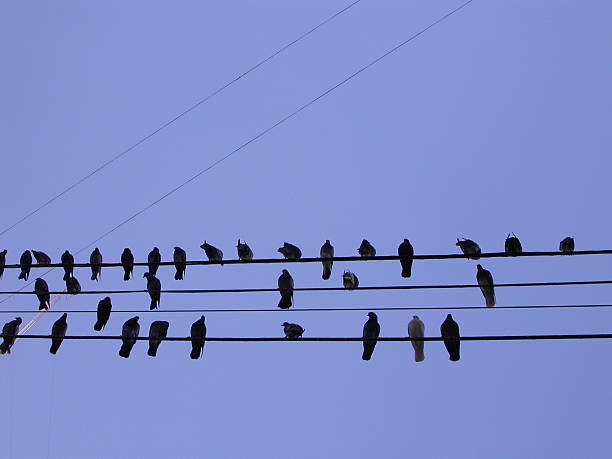 istock pigeons on a cable in buenos aires 139524477