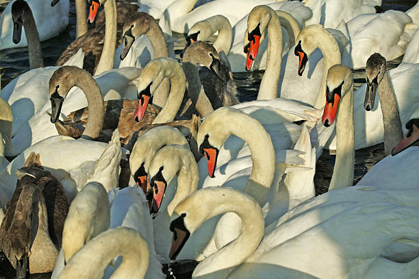 istock Gathering of Swans 139524504