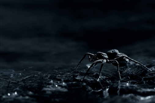 arachnophobia, the fear of spiders. a dark, evil macro.