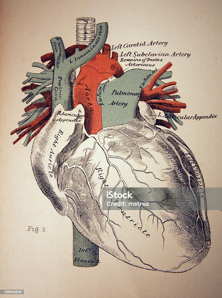 Medical ilustração de um coração - Ilustração de Ilustração biomédica royalty-free