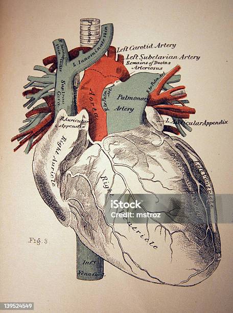 Vetores de Medical Ilustração De Um Coração e mais imagens de Ilustração biomédica - Ilustração biomédica, Anatomia, Aorta