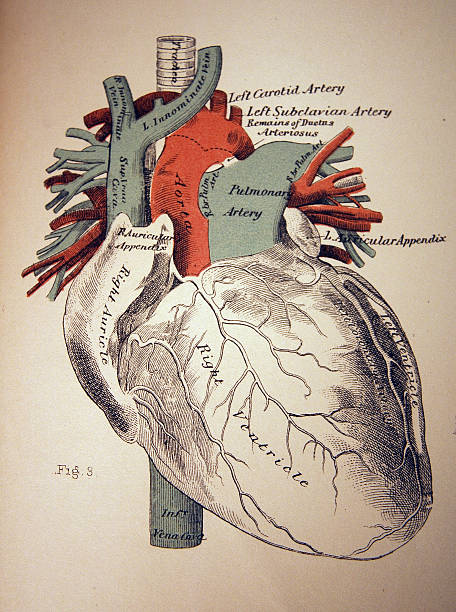 Medical Illustration of a Heart vector art illustration