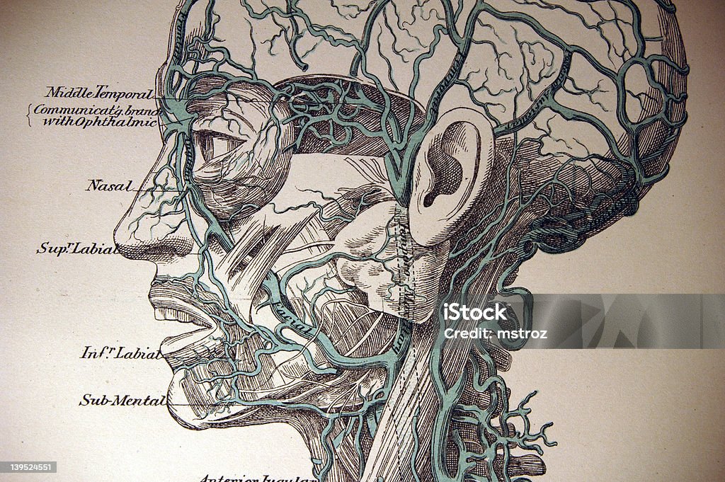 Medical Illustration of Cerebral Circulatory System http://thebrainstormlab.com/banners/ami_banner.jpgThese images were printed in 1876 to 1882 Anatomy stock illustration