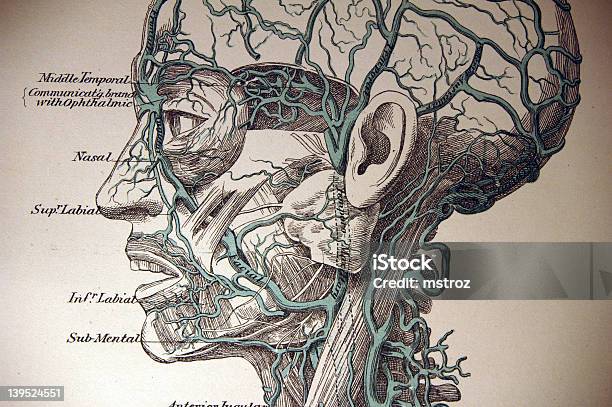 Medical Illustration Of Cerebral Circulatory System Stock Illustration - Download Image Now