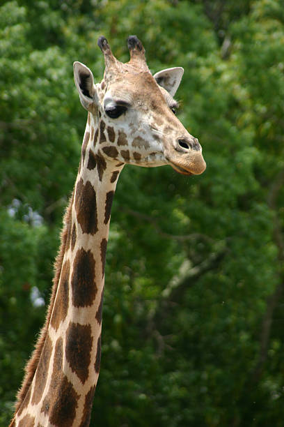 Giraffe 2 – Foto