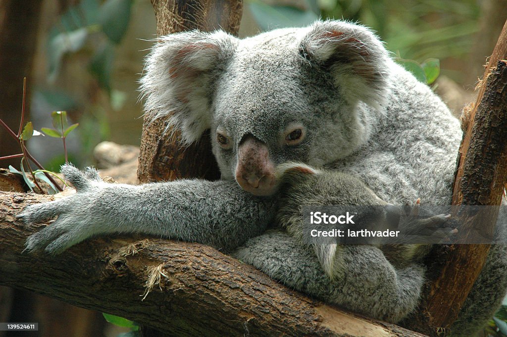 Koala maman avec bébé - Photo de Animal femelle libre de droits