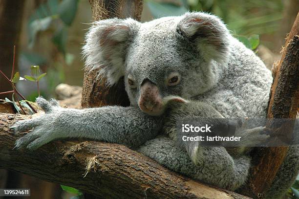 Photo libre de droit de Koala Maman Avec Bébé banque d'images et plus d'images libres de droit de Animal femelle - Animal femelle, Animaux en captivité, Fatigué