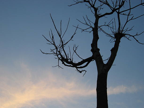 Inverno azul - foto de acervo