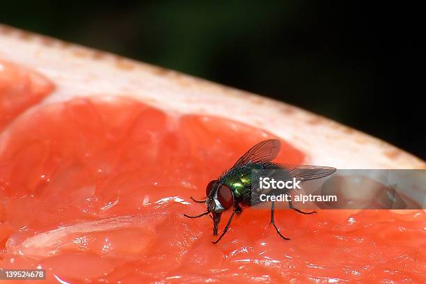 Mosca De Alimentación Foto de stock y más banco de imágenes de Alimentar - Alimentar, Mosca doméstica, Alimento