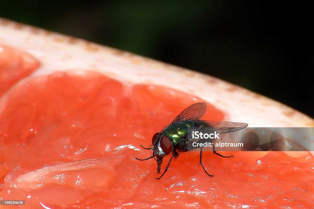 Nourrir fly - Photo de Mouche libre de droits