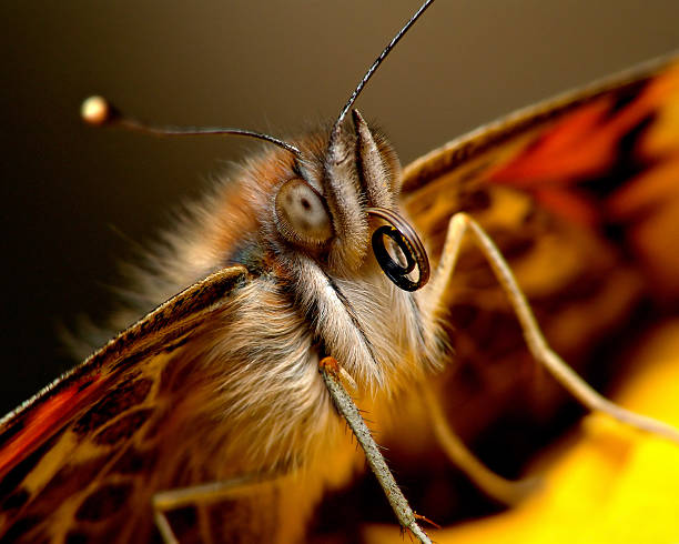 istock A macro shot of a butterfly's proboscis 139524680