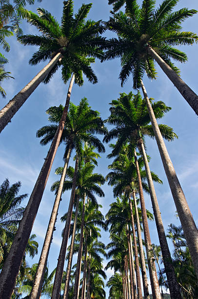 Giardino botanico - foto stock