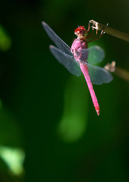 Drago volare rosa - foto stock