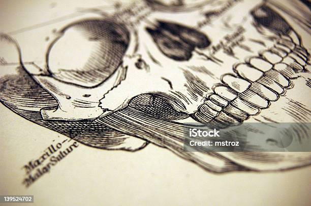 Ilustración de Detalle De Una Ilustración De Cráneo Humano y más Vectores Libres de Derechos de Anatomía - Anatomía, Asistencia sanitaria y medicina, Color - Tipo de imagen