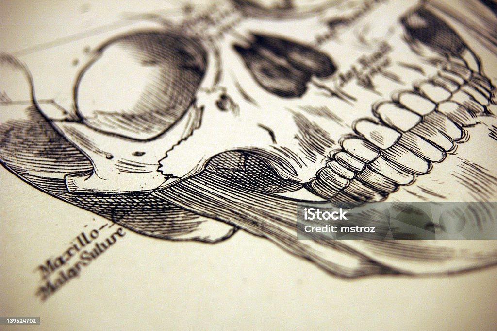 Macro de uma ilustração de um crânio humano - Royalty-free Anatomia Ilustração de stock