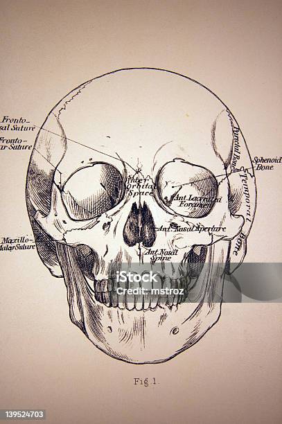 의료 일러스트 발신처 A 스컬 부검에 대한 스톡 벡터 아트 및 기타 이미지 - 부검, 건강관리와 의술, 고딕 양식