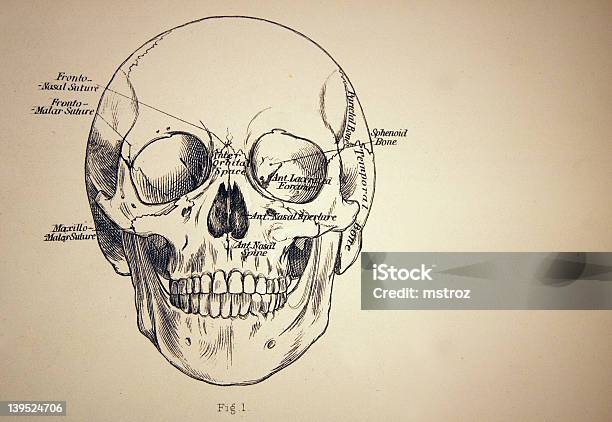 Illustrazione Medica Da Di Un Teschio - Immagini vettoriali stock e altre immagini di Anatomia umana - Anatomia umana, Autopsia, Composizione orizzontale