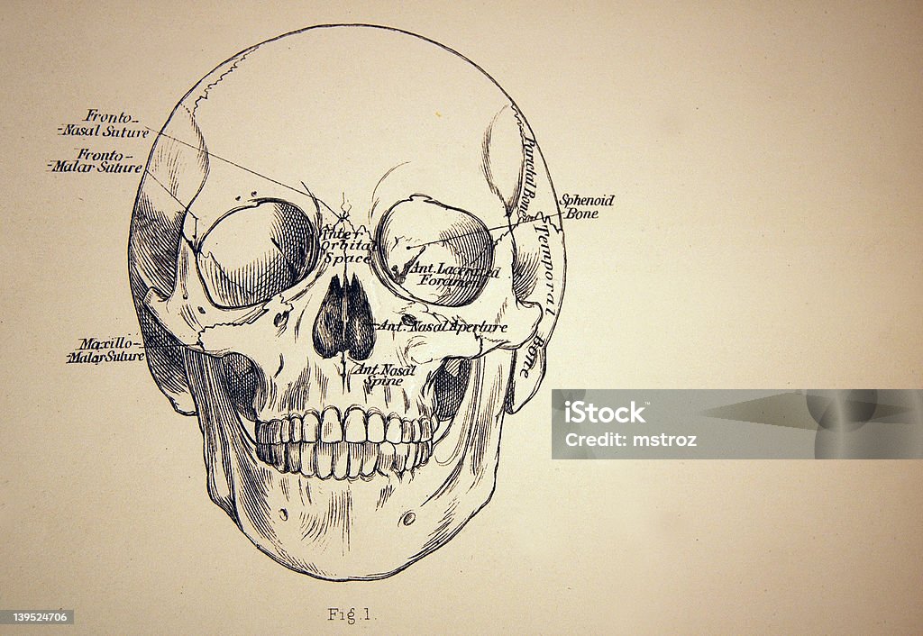 Medical Illustration from of a Skull http://thebrainstormlab.com/banners/ami_banner.jpgThese images were printed in 1876 to 1882 Anatomy stock illustration