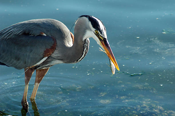 istock Blue Heron Fishing 6 139524752