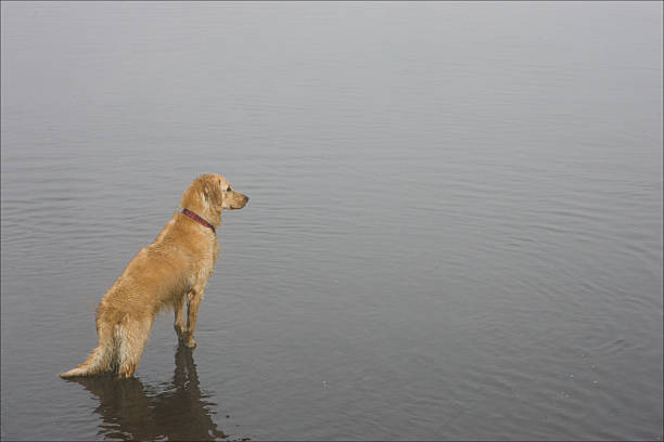 Guide Dog Contemplating stock photo