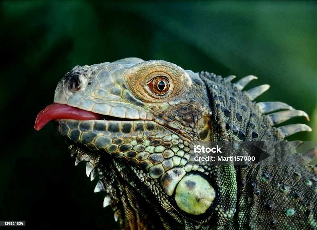 Iguane - Photo de Iguane libre de droits