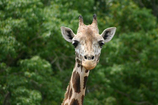 Giraffe – Foto